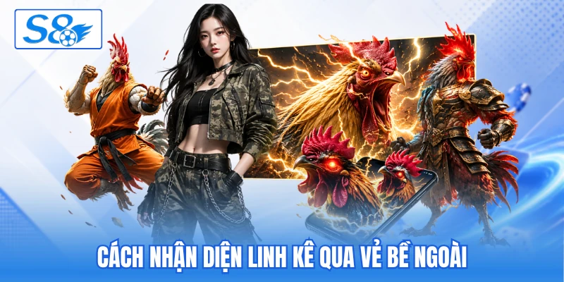 Đá Gà Cựa Sắt S8 - Quy Tụ Trận Đấu Kịch Tính Và Hấp Dẫn - hesiju